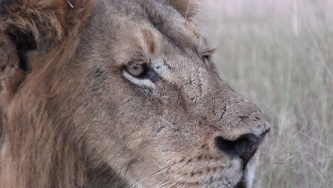 Telephoto-closeup-of-male-lion-breathing-as-flies-crawl-on-face,-tall-grass-waves-in-wind
