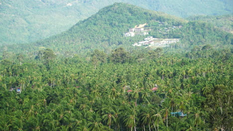 Green-and-vibrant-tropical-forest-with-buildings-in-horizon