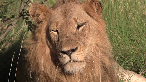 Young-male-lion-looks-around-with-beautiful-mane,-sitting-in-tall-grass-blowing-in-wind