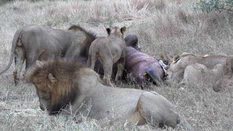 Pride-of-lions,-king-cubs-and-lioness-feed-together-on-hippo-in-safari