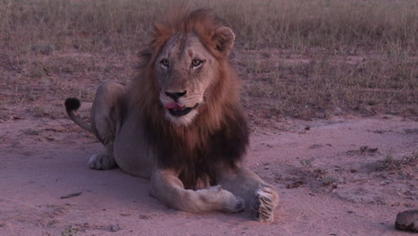 Close-view-of-majestic-male-lion-looking-around-and-licking-lips