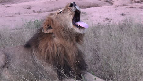 Close-up-of-a-male-lion-stretching,-yawning-and-roaring