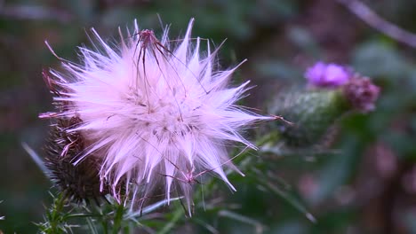 Blooming-Thistle-Flower-In-The-Fields.-Close-Up