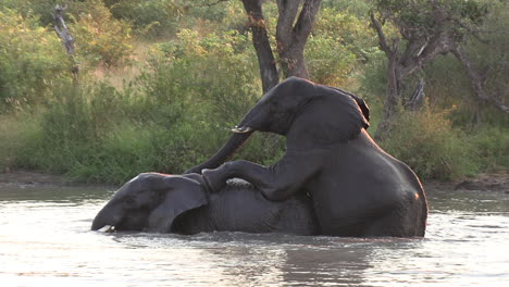 Young-elephants-climb-onto-each-other-with-wet-skin-asserting-dominance-at-golden-hour