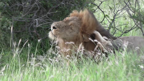 Male-lion-scratches-himself-as-wind-blows-through-grass,-close-view
