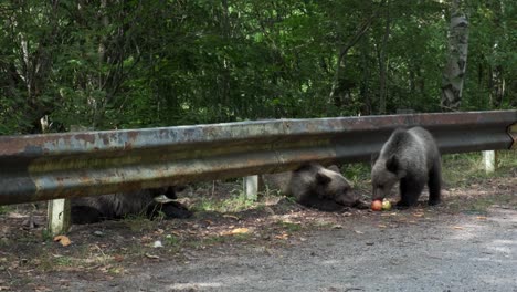 Adorable-Bear-cubs-and-mother-climbing-highway-barrier-to-reach-apples