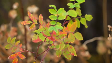 Autumnal-Leaves-Of-A-Small-Plant-In-Bokeh-Background