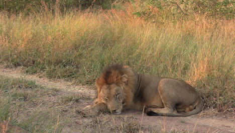 Male-lion-lays-across-dirt-road-tracks-by-tall-grass-at-golden-hour-to-nap