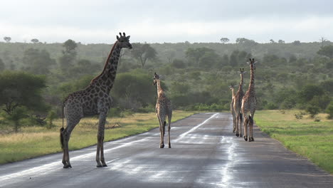 A-group-of-giraffe-walking-down-a-paved-tar-road