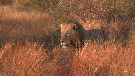 Lion-walks-at-sunset-between-tall-grass,-beautiful-golden-glow-on-the-king
