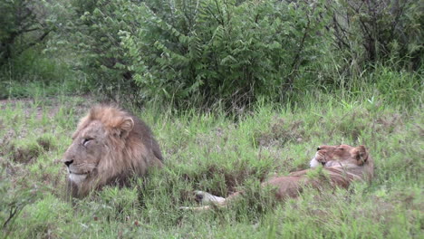 Lions-lounging-in-the-lush-green-summer-grass-in-the-African-wilderness
