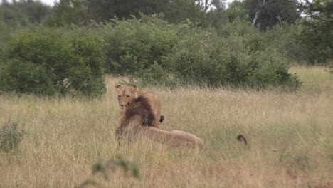 Lionness-flirts-with-male-king-and-prepares-to-mate-as-he-mounts-for-intercourse