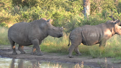 Dehorned-female-rhino-follows-calf-as-it-turns-away-from-watering-hole