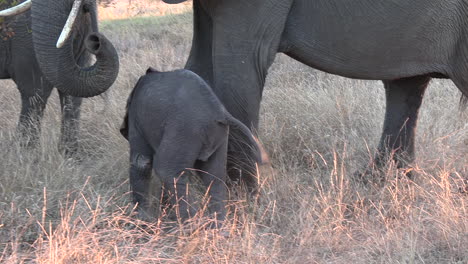 Elephant-calf-plays-and-hobbles-walking-around-following-parents-in-tall-grass