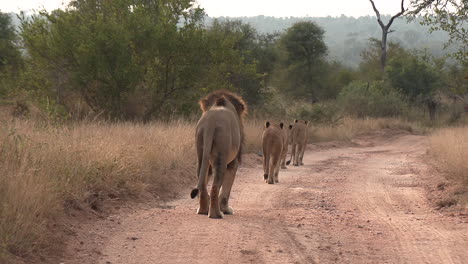 Lions-walk-calmly-on-dirt-road-at-golden-hour,-seen-from-behind