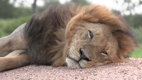Large-male-lion-sleeps-as-wind-blows-through-mane,-frontal-close-up