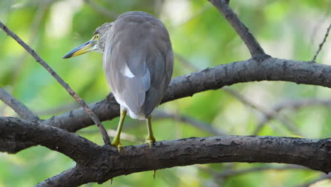 Indian-Pond-Heron-on-Tree-Branch-in-Jungles-Rear-View-Close-up