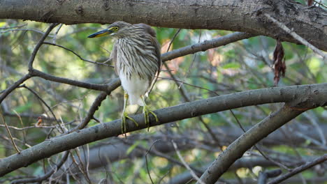 Indian-Pond-Heron-Perched-on-Tree-Branch-Over-Water-Looking-Down-Fishing---front-view