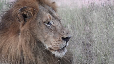 Closeup-of-male-lion-staring-off-into-distance-as-wind-blows-tall-grass