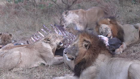 Lions-shred-meat-off-of-hippo-carcass-as-pride-gathers-around-body-at-dusk