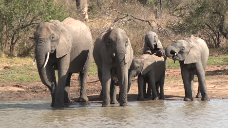 Elefantenfamilie-Trinkt-Und-Spielt-Am-Wasserloch-Im-Sonnigen-Südafrika