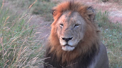 Frontal-telephoto-view-of-male-lion-sitting-in-early-morning,-light-cast-across-mane