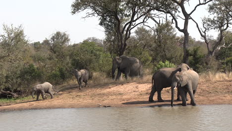 Mother-elephant-leads-young-children-to-water-as-they-gallop-behind-excited