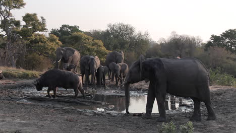 Family-of-elephants-gather-at-shallow-watering-hole-with-buffalo-drinking,-medium-view