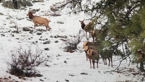 A-Group-Of-Elk-Wapiti-Deers-In-Frozen-Nature-Of-Boise-National-Forest,-Idaho,-United-States