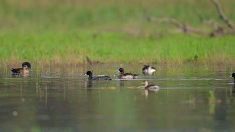 The-tufted-duck-or-tufted-pochard-with-little-grebe-and-other-ducks-in-wetland-in-morning