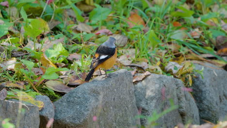 Male-Daurian-Redstart-Bird-Poo-Or-Excrements-Perched-on-Rock-in-Autumn-Forest-close-up