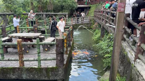 Tourists-happily-take-photos-and-feed-the-Koi-fish-in-the-pond-at-Shifen-Waterfall-Park,-Pingxi-District,-New-Taipei-City,-Taiwan