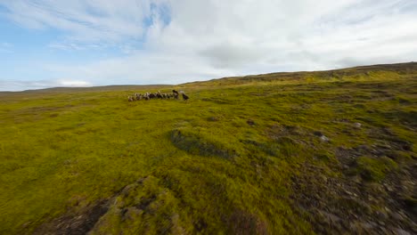 Cinematic-FPV-aerial-shot-of-a-herd-Icelandic-horses-running-in-grassland-landscape