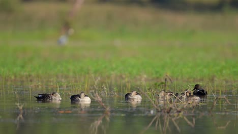 Flock-of-Ducks-in-wetland