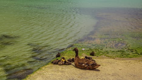 A-duck-with-her-ducklings-on-the-shore-of-a-lake
