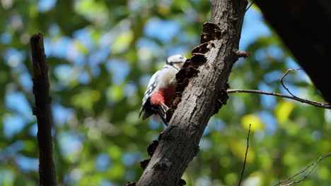 Adult-Male-Great-Spotted-Woodpecker-Bird-Pecking-Rotten-Dead-Tree-Bark