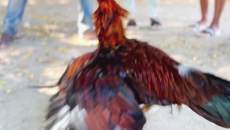 Close-up-view-of-cruel-cock-fighting