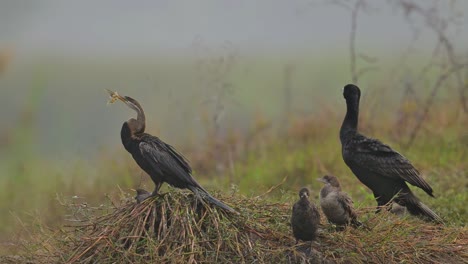 -Oriental-darter-with-great-Cormorant-and-Little-Cormorants-Drying-Wings-in-Wetland-in-Morning