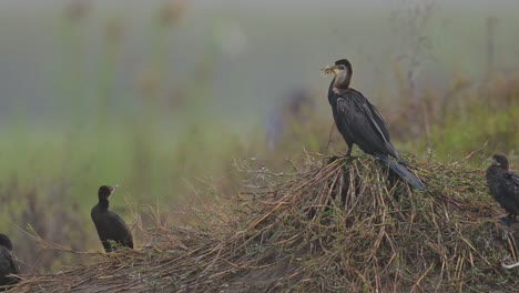 Der-Orientalische-Schlangenhalsvogel-Ist-Ein-Morgendlicher-Wasservogel