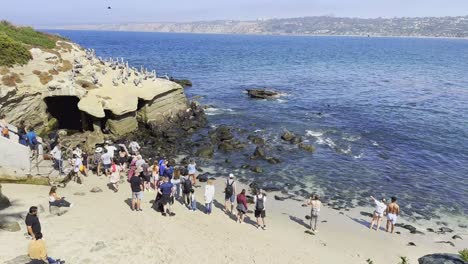 Wild-habitat-is-shrinking-while-groups-of-tourists-flock-to-La-Jolla-to-have-interactions-with-wild-sea-lions