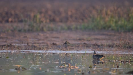 Green-Winged-teal-or-Common-teal-in-wetland