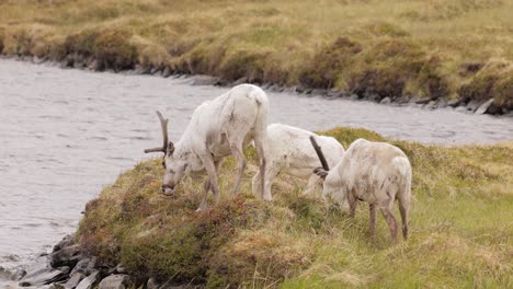 Reindeers-in-natural-environment,-the-North-of-Norway,-Nordkapp.-Beautiful-nature-of-Norway.