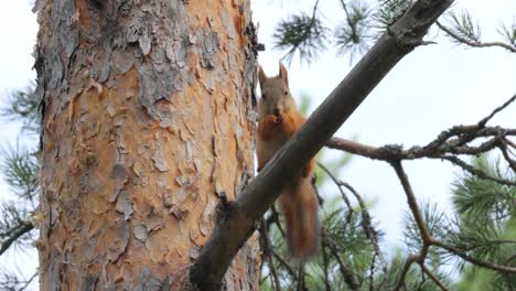 Squirrel-eating-pine-cone-on-branch-in-tree