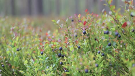 Wild-Bilberries-(Vaccinium-myrtillus)-in-the-forest.