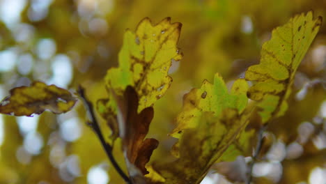 Blick-Nach-Oben-Auf-Ein-Blätterdach-Aus-Herbstblättern-Vor-Einem-Klaren-Blauen-Himmel-In-Einem-Laubwald