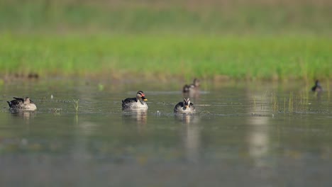 Flock-of-indian-Spot-bill-Ducks-in-wetlan-d