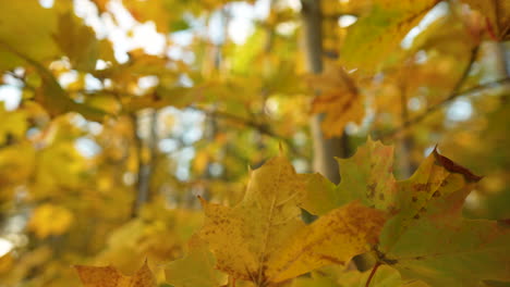 Leuchtend-Gelbes-Ahorn-Herbstlaub-In-Den-Wäldern-Von-Matarnia-In-Polen