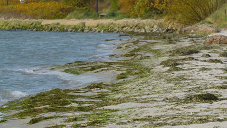 Mit-Algen-Bedeckte-Felsen-Am-Rande-Eines-Ruhigen-Meeres-Mit-Herbstlaub-Im-Hintergrund
