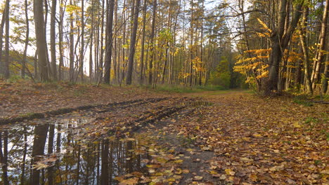 Fall-Leaves-In-The-Ground-With-Puddle-In-The-Forest