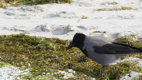 Crow-foraging-on-snowy-grass-by-sandy-patches